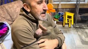 Владик сначала пол-часа бегает за Люсей, потом 5 минут обнимается! А у Люси РОСТУТ КЛЫКИ!!!