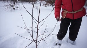 Обрезка молодой яблони