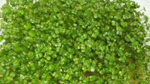 КАК ВЫРАСТИТЬ  МИКРОЗЕЛЕНЬ  ДОМА ЗИМОЙ  НА ПОДОКОННИКЕ