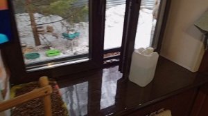 кормим вольный зоопарк