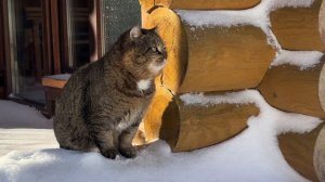 ДНЕВНИК лесного кота БАРСИКА: «Щас спою!» - 18 февраля 2026