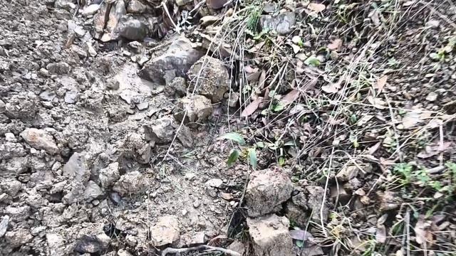 Превращаю эрозионный овраг в Лесосад!