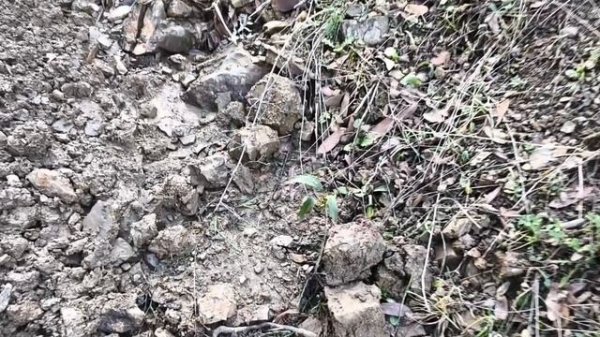 Превращаю эрозионный овраг в Лесосад!