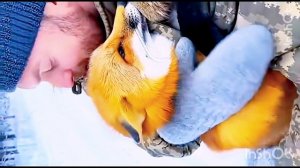 Забавные Домашние Питомцы - МегаМикс