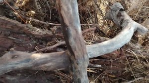 Чудо природы