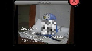 10 месяцев назад, у меня БЫЛО 4 ЖИВОТНЫХ,
А сейчас только 1....