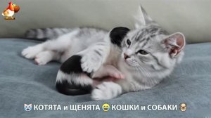 Котята и щенята 🐈🐶 Кошки и собаки 🤗 Милое видео про животных (98)