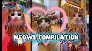 МЯВЛ! ПОДБОРКА ВИДЕО С КОТОМ - ПТИЧКОЙ! ПТАШКА КОТИК ИЗ МЕМОВ! ТИК ТОК ПРИКОЛЫ С КОТИКОМ РЕАКЦИЯ