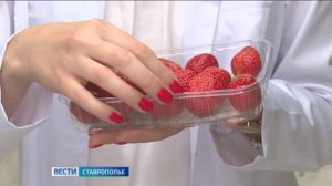 В Предгорном округе Ставрополья  зацвела клубника