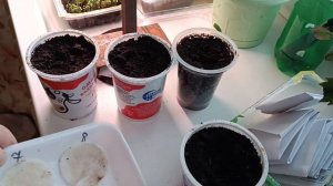 Как сеять перец на рассаду?Моя рассада- обзор.