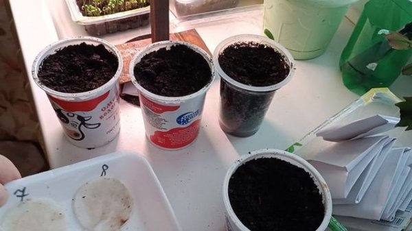 Как сеять перец на рассаду?Моя рассада- обзор.