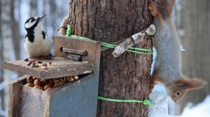 Дятел и белка. Зарисовка