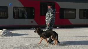 Сегодня свой профессиональный праздник отмечают сотрудники транспортной полиции