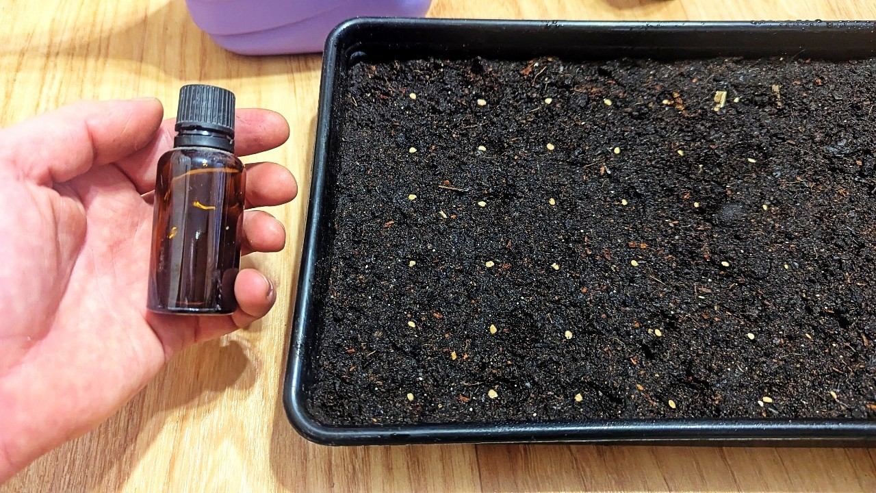 Эти знания при посадке помидор и перца на рассаду приведут к крепким растениям и большому урожаю. смотреть онлайн