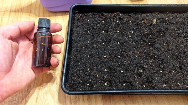 Эти знания при посадке помидор и перца на рассаду приведут к крепким растениям и большому урожаю.