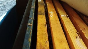 18.02.26. Три месяца в зимовнике! Что с пчелами?