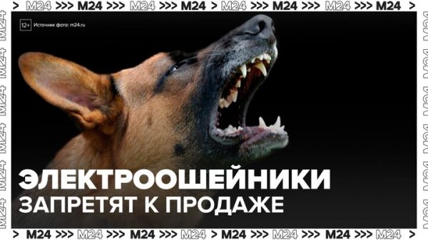 Электроошейники хотят запретить продавать в России - Москва 24