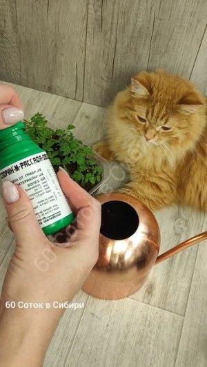 Рассада из чахлой в низкую и коренастую, вот в чем секрет, о котором все молчат!