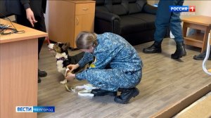 В Белгороде будущие кинологи продемонстрировали мастерство в чемпионате "Профессионалы"