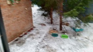 прибежали белки