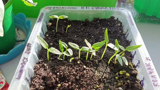 Перчики начинают всходить смотреть онлайн