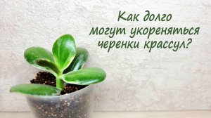 Как долго могут укореняться черенки крассул?