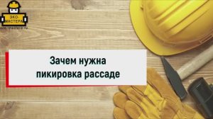 Зачем нужна пикировка рассаде