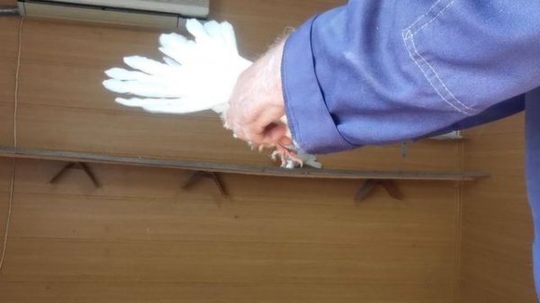 VID_20240610_105122.mp4