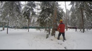 Валка деревьев