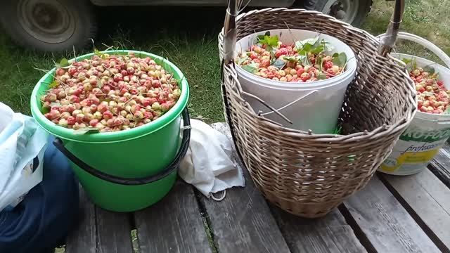 Пришли с болота, принесли морошку. смотреть онлайн