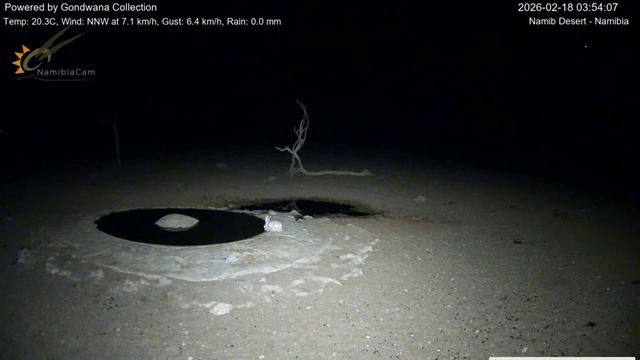 Ночной заяц в пустыне Намиб