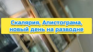 Скалярия, Апистограма, новый день на разводне