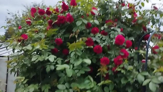 Цветение розы Фламментанц. Сезон 2025. Регион Южный Урал. смотреть онлайн