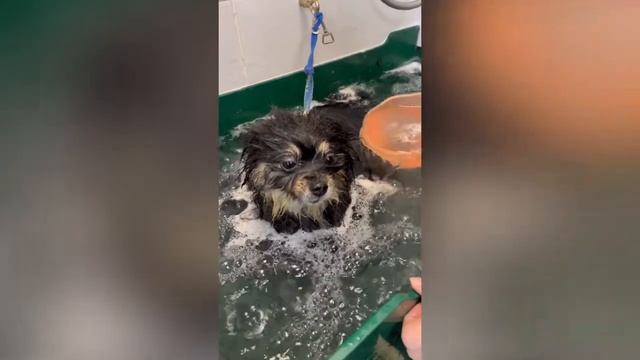 Озонотерапия шпица смотреть онлайн