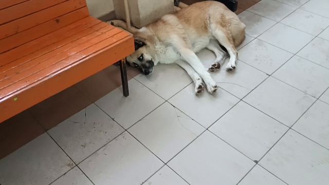 Автовокзальная собака Цезарь