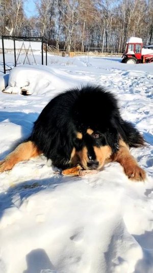 Собачий деликатес: что осталось после гусей 🦴😋