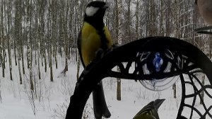 Синица высматривает кормильца