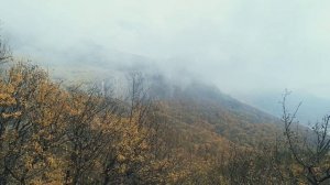 Путешествие жука по осени