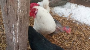 Сколько кур нужно для Пушкинского петуха? Больше чем для других.