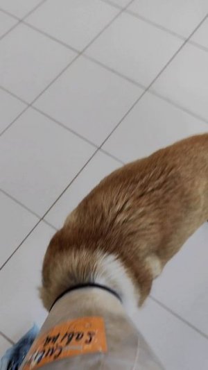 Навестила собачку с ампутированной лапой