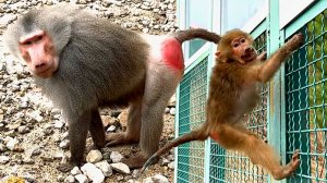 Маленькие обезьянки МАНИПУЛИРУЮТ Дедом?! Самцы прибежали ЗАЩИЩАТЬ от нас! ДОМ2