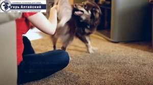 Как отучить щенка от лая?