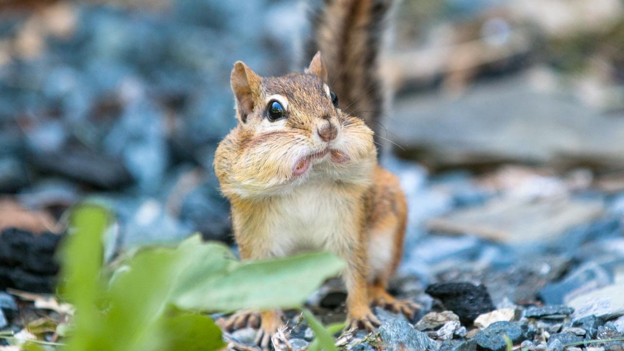 Смешные животные Приколы Юмор 172