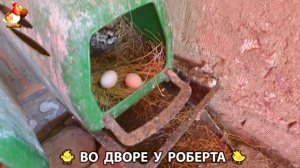 Содержание кур в домашних условиях и других птиц во дворе у Роберта 🐣🐤🦆🐔🪿🦃 (422)