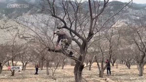 В Дагестане определят лучшего обрезчика сада