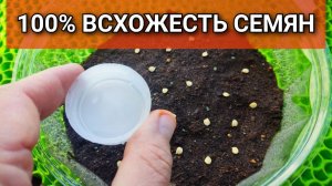 Попробуйте так посеять семена ПЕРЦА: всходят на 100% за несколько дней 🌶️🫑