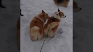 Корги патти