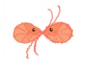 Чистим раковину