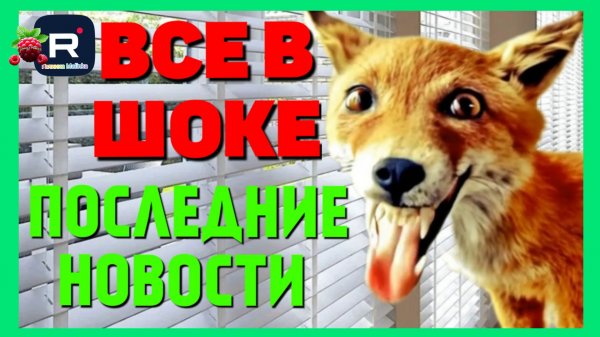 Лиса в Америке _Все в шоке _Последние новости _Обзор _Funny 4 _Big Big Family in the USA _Selchanka