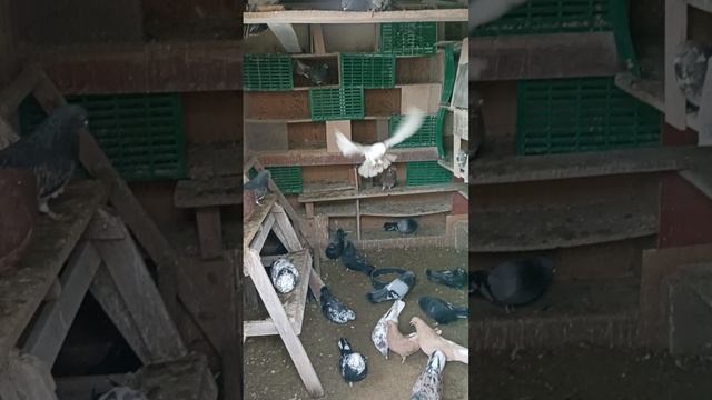 Голуби на племя смотреть онлайн